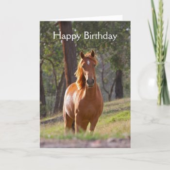 Beautiful Chestnut Horse Photo Birthday Card by roughcollie at Zazzle