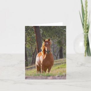 Beautiful chestnut horse photo blank card