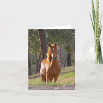 Beautiful Chestnut Horse Photo Blank Card by roughcollie at Zazzle