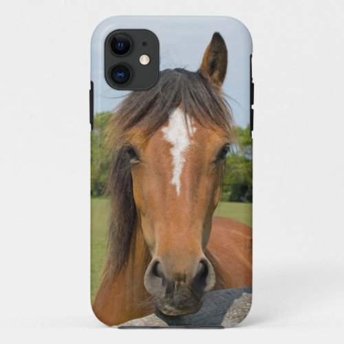 Beautiful chestnut horse photo iphone 5 case