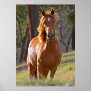 Beautiful Chestnut Horse Photo Portrait Poster by roughcollie at Zazzle