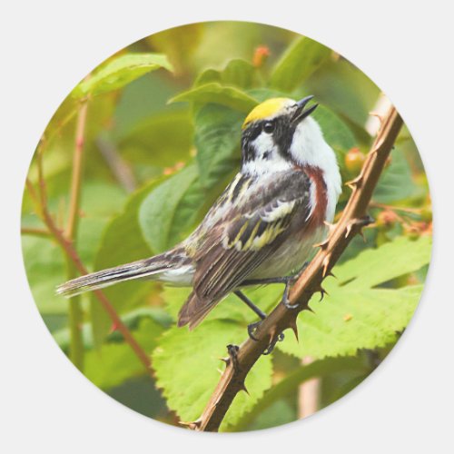 Beautiful Chestnut_Sided Warbler on a Branch Classic Round Sticker