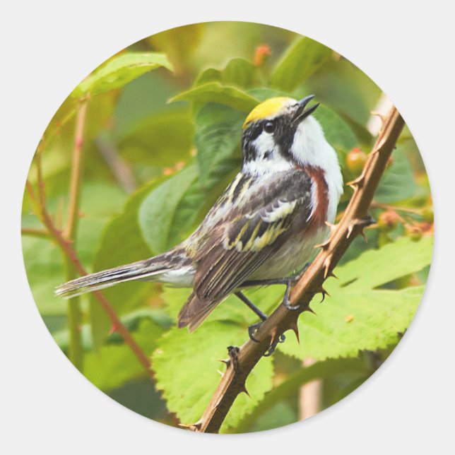 Beautiful Chestnut-Sided Warbler on a Branch Classic Round Sticker (Front)