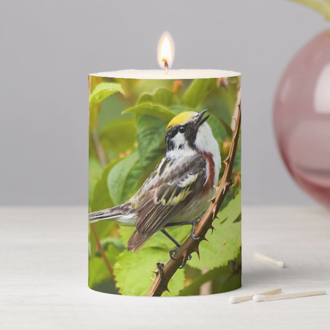 Beautiful Chestnut-Sided Warbler on a Branch Pillar Candle (In Situ)