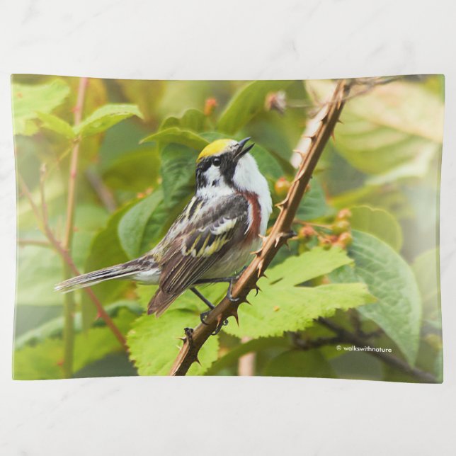 Beautiful Chestnut-Sided Warbler on a Branch Trinket Tray (Front)