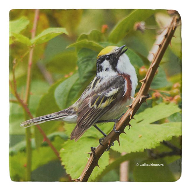 Beautiful Chestnut-Sided Warbler on a Branch Trivet (Front)