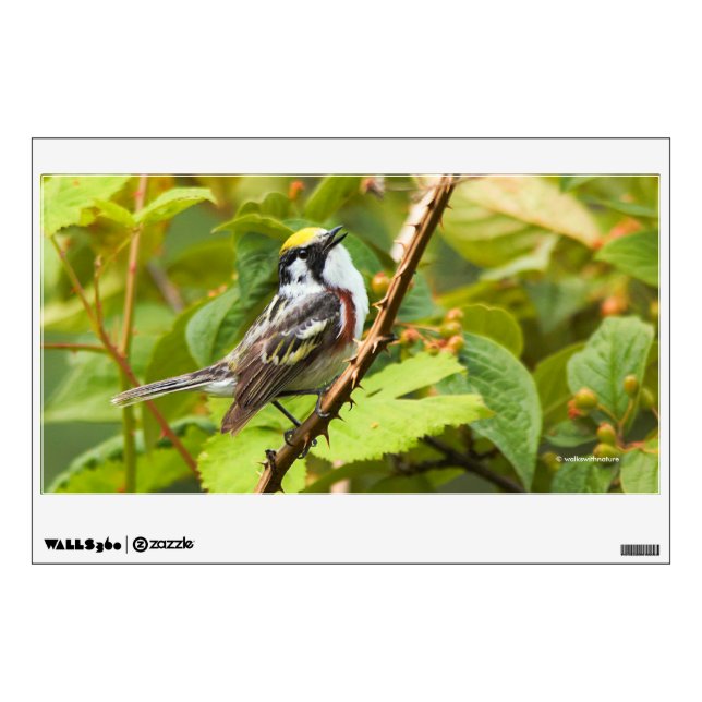 Beautiful Chestnut-Sided Warbler on a Branch Wall Decal (Front)