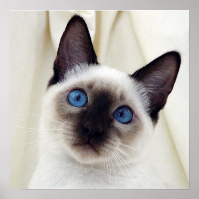 Beautiful Chic Sweet Pet Siamese Kitten Cat Poster (Front)