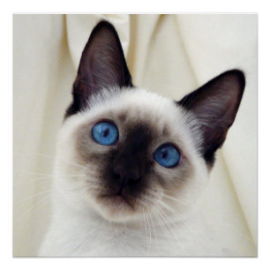 Beautiful Chic Sweet Pet Siamese Kitten Cat Poster
