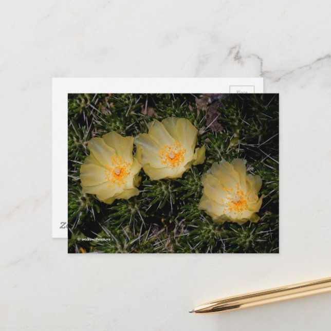 Beautiful Chilean Yellow Cactus Flowers Postcard (Front/Back In Situ)