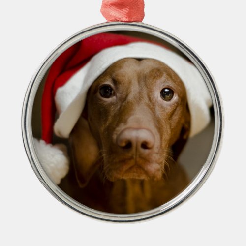 Beautiful Chocolate Lab in Santa Hat Metal Ornament