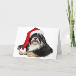 Beautiful Christmas Havanese Dog With Santa Hat Holiday Card