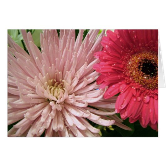beautiful chrysanthemum cards (Front Horizontal)
