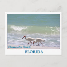 Beautiful Clearwater Beach Florida postcard