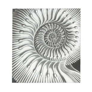 Beautiful close up ammonite picture design notepad