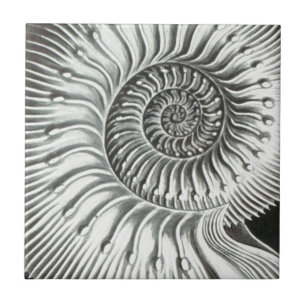 Beautiful close up ammonite picture design tile