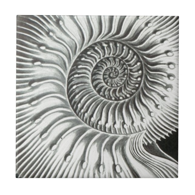 Beautiful close up ammonite picture design tile (Front)