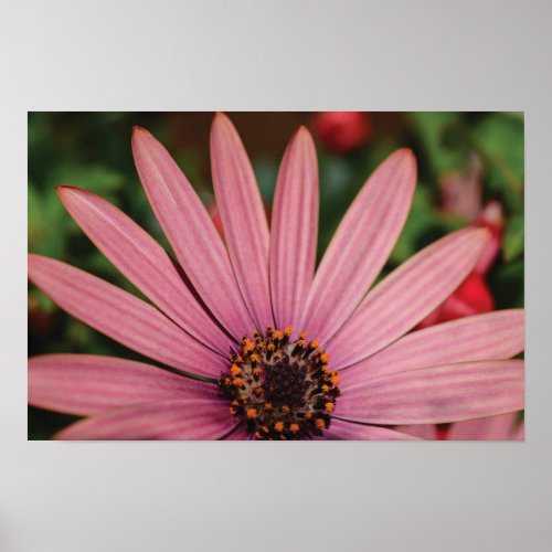 Beautiful close_up flower photo poster