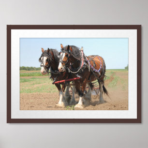 Beautiful clydesdale horses ploughing framed art