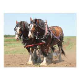 Beautiful clydesdale horses ploughing photo print