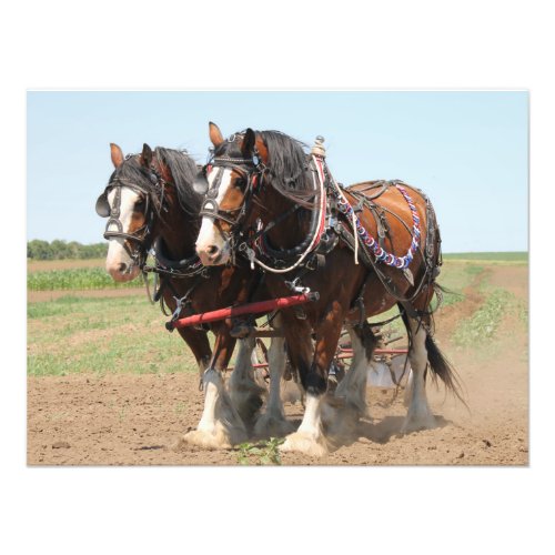 Beautiful clydesdale horses ploughing photo print