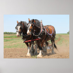 Beautiful clydesdale horses ploughing poster