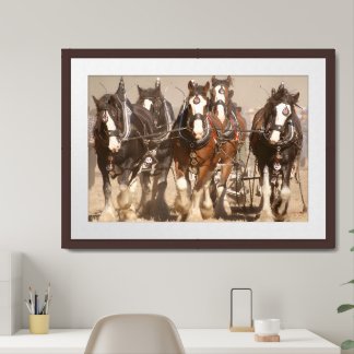 Beautiful Clydesdale Horses Plowing - Team Work Framed Art