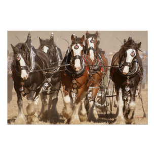 Beautiful Clydesdale Horses Plowing - Team Work Poster