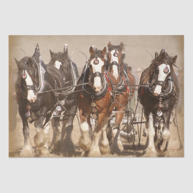 Beautiful Clydesdale Horses Plowing - Team Work Tissue Paper (Front)