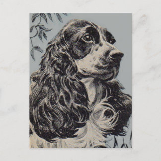 beautiful cocker spaniel postcard