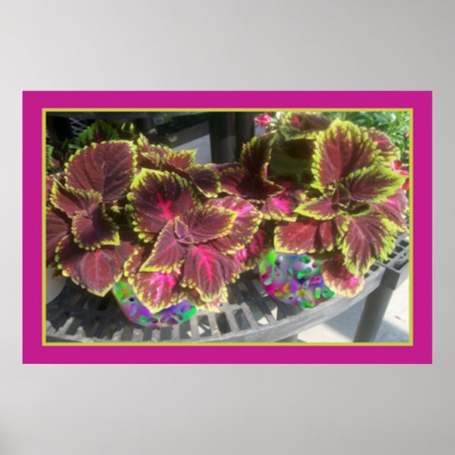 Beautiful Coleus Poster (Front)