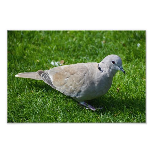 Beautiful Collared Dove  Photo Print