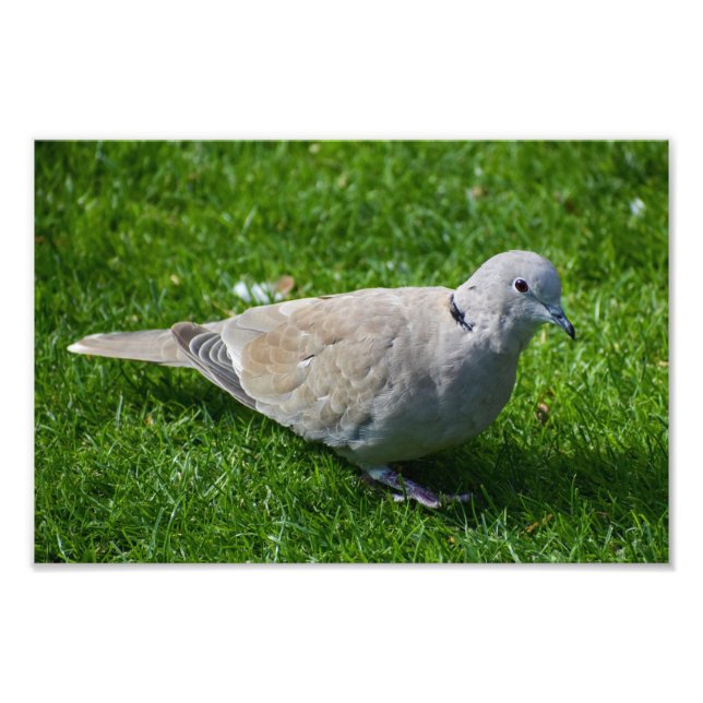 Beautiful Collared Dove  Photo Print (Front)