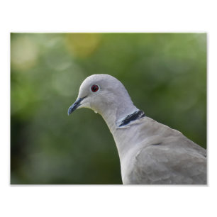 Beautiful Collared Dove Photo Print