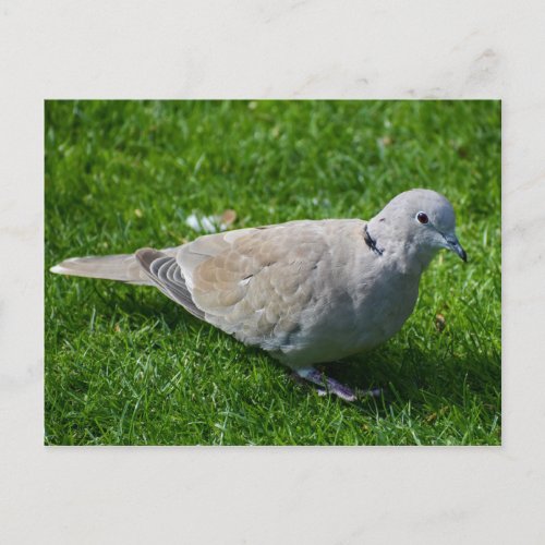 Beautiful Collared Dove  Postcard