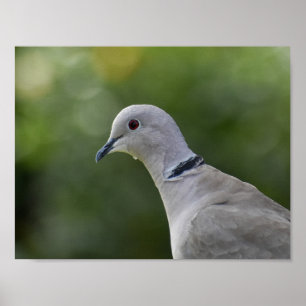 Beautiful Collared Dove Poster