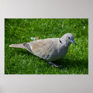 Beautiful Collared Dove Poster