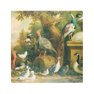 Beautiful Collection of Birds with Vintage-Feel Metal Print