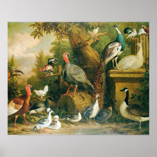 Beautiful Collection of Birds with Vintage-Feel Poster