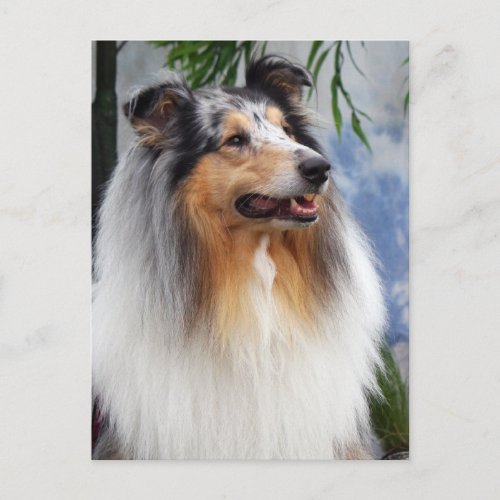 Beautiful Collie dog blue merle portrait postcard