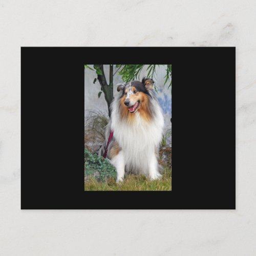 Beautiful Collie dog blue merle portrait postcard