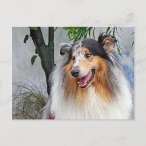 Beautiful Collie dog blue merle portrait postcard