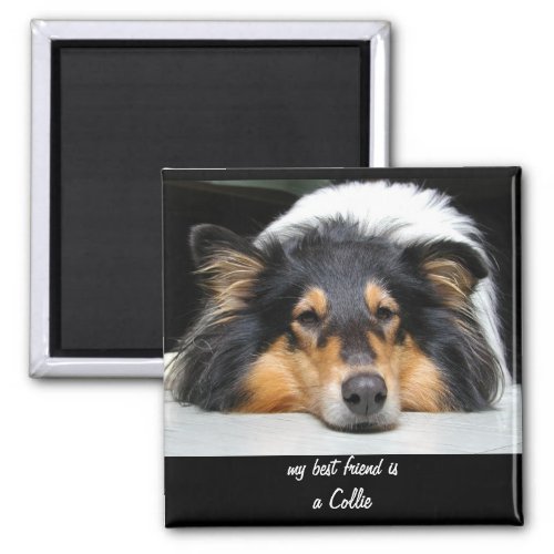 Beautiful Collie dog nose tri color magnet gift Magnet