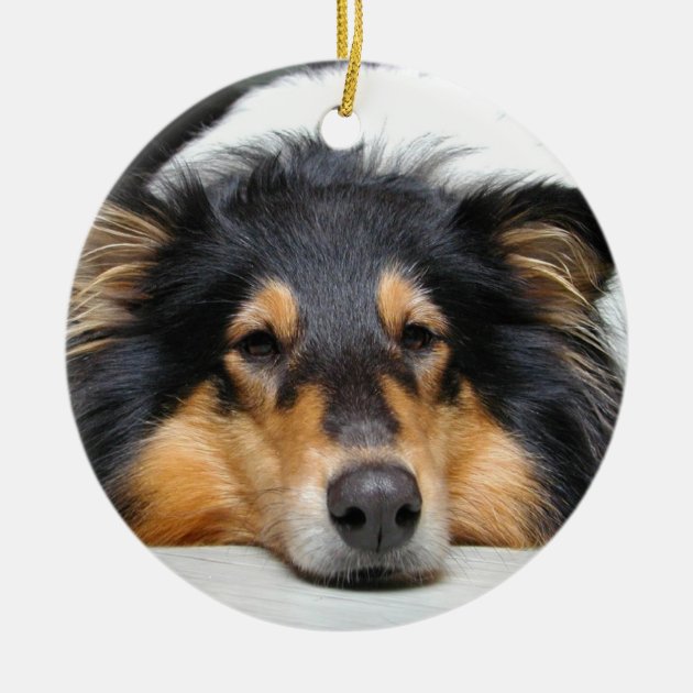 Tri coloured border collie ornaments sale