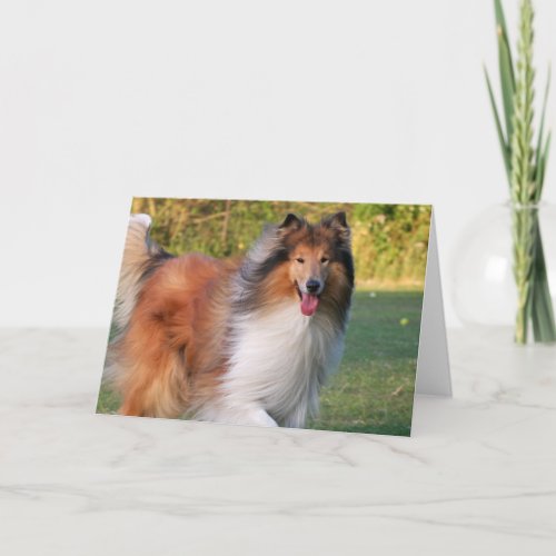 Beautiful Collie dog portrait blank greeting card