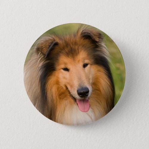 Beautiful Collie dog portrait button gift idea Button