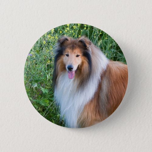 Beautiful Collie dog portrait button gift idea Pinback Button