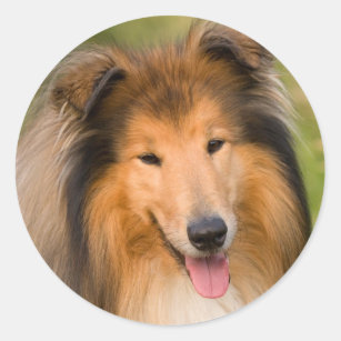 Beautiful Collie dog portrait sticker, gift idea Classic Round Sticker