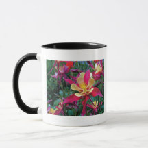 beautiful color flowers