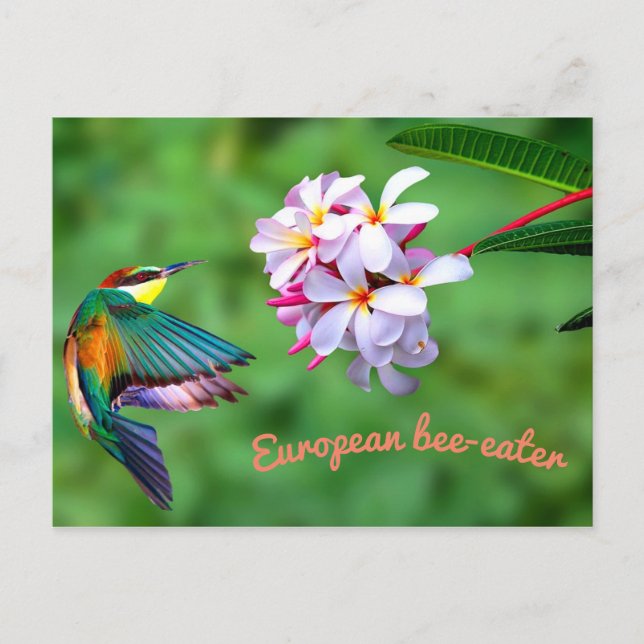 Beautiful Colorful Bird Flowers Postcard (Front)